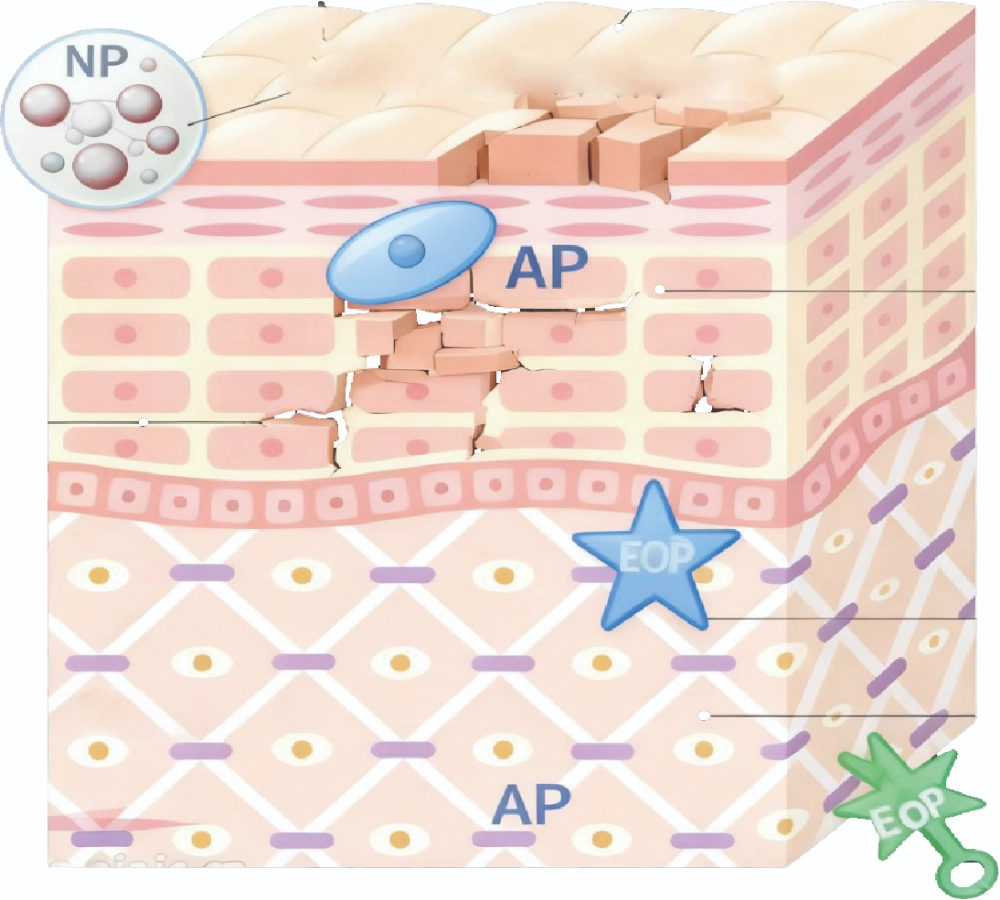 트리플 세라마이드의 시너지 효과 Synergistic Action of Triple Ceramides