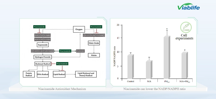 니코틴아마이드의 항산화 메커니즘 Antioxidant Mechanism of Nicotinamide